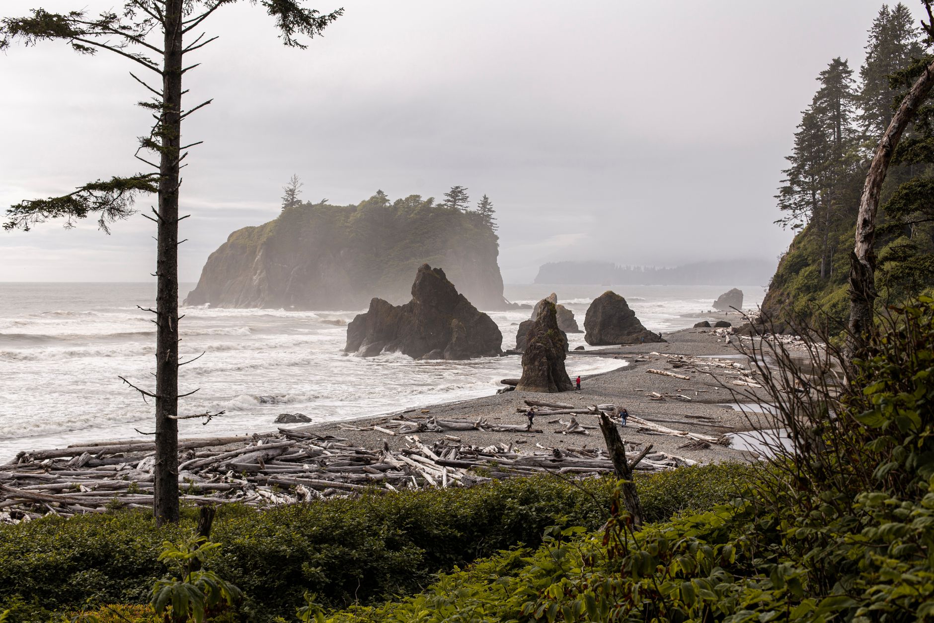 Wild coastal driftwood and heavy ocean fog on Pacific Northwest beach